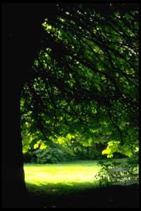 Baumfaellungen und Heckenfeinschnitt Fuerth bei Nuernberg in Bayern
