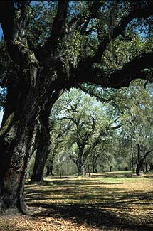 Totholzentfernung und Kronensicherung in Nuernberg bei Fuerth und Bayern