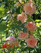 Obstbaumschnitt und Baumklettertechnik in Nuernberg und Fuerth, oder Franken